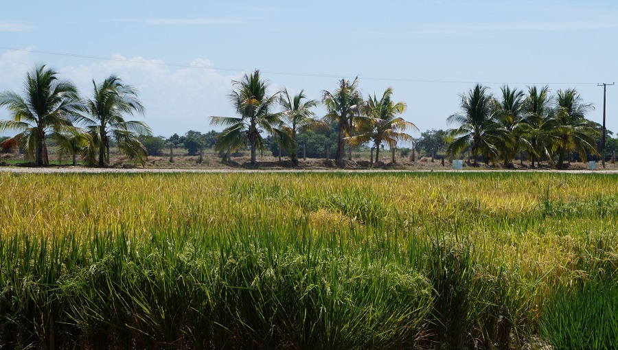 Imagen campos de arroz en Saldaña