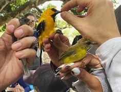 En su propósito de convertirse en referente del avistamiento de aves en la región, el programa Aweima continúa desarrollando alianzas con firmas turísticas de Colombia y el mundo especializadas en el tema.